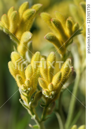 Close-up of vibrant yellow kangaroo paw flowers, their fuzzy textures and unique shape catching the light in a lush garden setting. 125305730