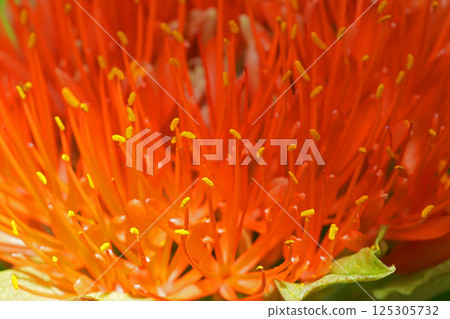 Extreme closeup on an orange flower of the African Katherine-wheel, oxtongue or blood ball lily, Scadoxus multiflorus 125305732