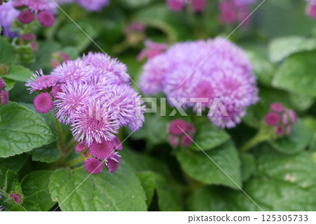 Closeup on pink flossflower, bluemink, goatweed, blueweed or Mexican paintbrush, Ageratum houstonianum 125305733