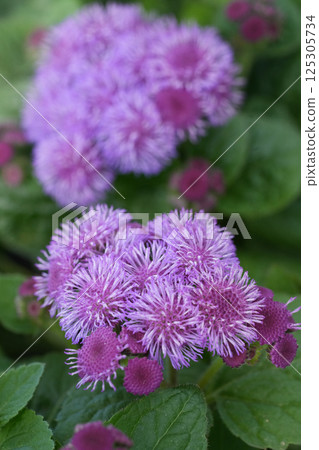 Closeup on pink flossflower, bluemink, goatweed, blueweed or Mexican paintbrush, Ageratum houstonianum 125305734