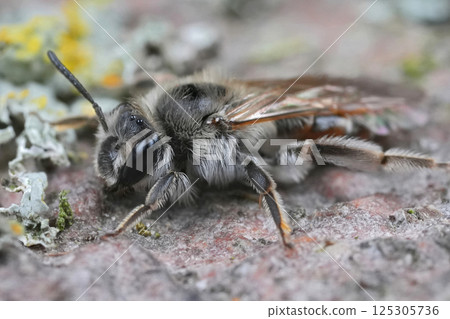 Detailed closeup on a female red-bellied miner mining bee, Andrena ventralis 125305736