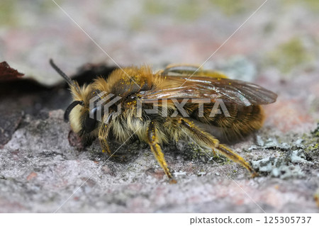Closeup on a male buff-tailed or Catsear mining bee, Andrena humilis Closeup on a male buff-tailed or Catsear mining bee, Andrena humilis 125305737