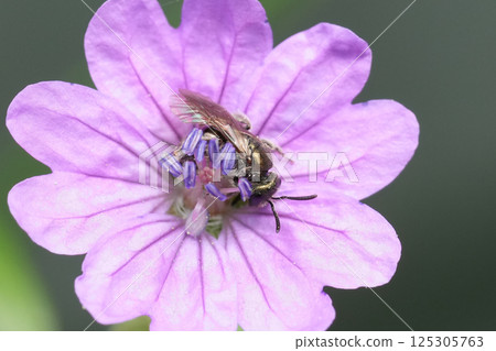 Closeup on a small European green metallic furrow bee, Dialictus on a purple Geranium pyrenaicum flower Closeup on a small European green metallic furrow bee, Dialictus on a purple Geranium pyrenaicum flower 125305763