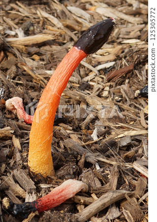 Striking stinkhorn fungus, Phallus rugulosus, with gradient color, standing out against the wood chip ground cover. Striking stinkhorn fungus, Phallus rugulosus, with gradient color, standing out against the wood chip ground cover. 125305772