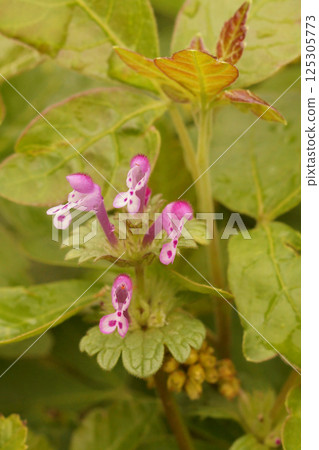 Closeup of vibrant pink henbit dead-nettle flowers, Lamium amplexicaule, surrounded by lush green leaves 125305773