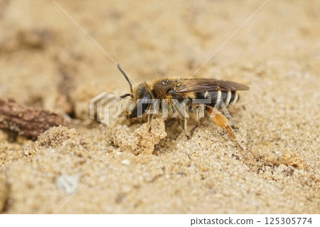 Closeup on a female of the rarely photographed Andrena albofasciata sitting on a sandy soil Closeup on a female of the rarely photographed Andrena albofasciata sitting on a sandy soil 125305774