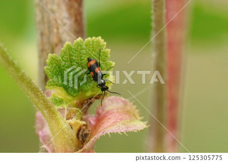 Closeup on a tiny , colorful red striped soft winged lower beetle , Anthocomus fasciatus 125305775