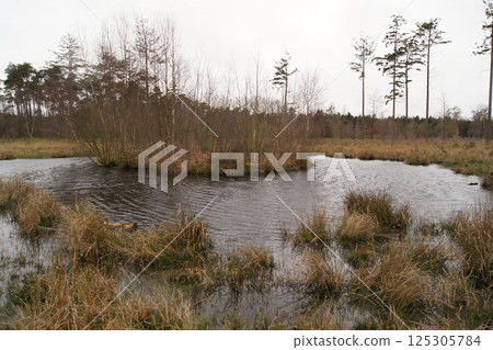 Serene Wetland with Pond and Grasses at Maldegemveld, Flanders, Belgium 125305784