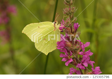 Closeup on the brimstone butterfly , Gonepteryx rhamni sipping nectar from a purple flower Closeup on the brimstone butterfly , Gonepteryx rhamni sipping nectar from a purple flower 125305796