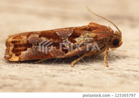 Closeup on the colorful Large Fruit-tree Tortrix moth, Archips podana sitting on wood in the garden Closeup on the colorful Large Fruit-tree Tortrix moth, Archips podana sitting on wood in the garden 125305797