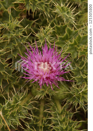 Closeup on a flowering dwarf or stemless thistle, Cirsium acaule Closeup on a flowering dwarf or stemless thistle, Cirsium acaule 125305800