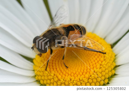 Colorful closeup on a European drone fly, Eristalis arbustorum in a white Ox-Eye Daisy flower, Leucanthemum vulgare Colorful closeup on a European drone fly, Eristalis arbustorum in a white Ox-Eye Daisy flower, Leucanthemum vulgare 125305802
