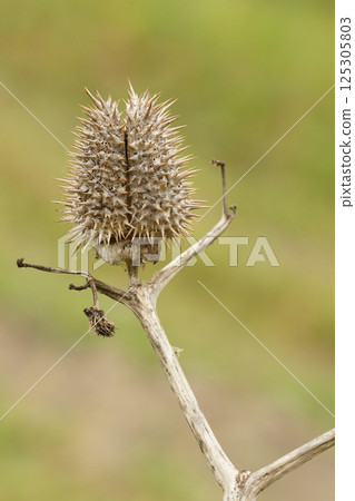Closeup on a dried thorny seed cap of the poisonous and dangerous Jimson weed, Datura stramonium Closeup on a dried thorny seed cap of the poisonous and dangerous Jimson weed, Datura stramonium 125305803