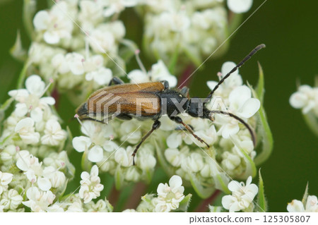 Closeup on a Fairy-ring Longhorn Beetle , Pseudovadonia livida on a white flower Closeup on a Fairy-ring Longhorn Beetle , Pseudovadonia livida on a white flower 125305807