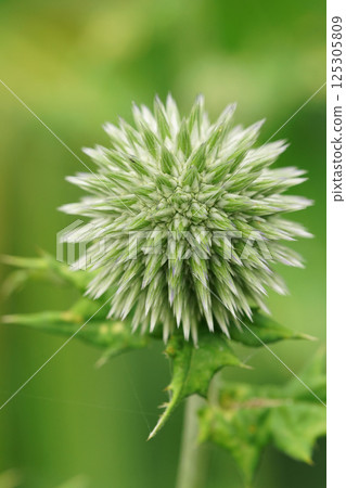 Closeup on a closed still green flower bud of the Southern globethistle, Echinops ritro, in the garden 125305809
