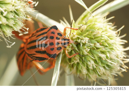 Closeup on a colorful mediterranean red striped and spotted shield bug, Graphosoma semipunctatum Closeup on a colorful mediterranean red striped and spotted shield bug, Graphosoma semipunctatum 125305815