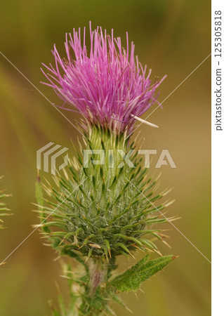 Closeup on the purple to pink thorny flower of a A Spear Thistle, Cirsium vulgare in a meadow 125305818