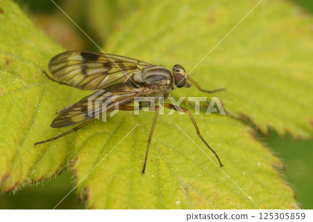 Closeup on a European predatory snipe fly, Rhagio scolopaceus on a green leaf 125305859