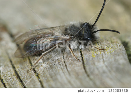 Closeup on a fluffy male of the endangegred nycthemeral mining bee, Andrena nycthemera 125305886