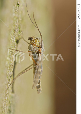 Close-Up of a Mosquito on a Surface 125305891