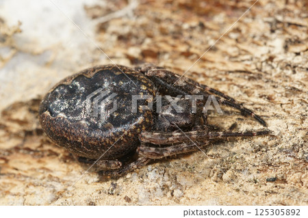 Closeup on the Walnut orbweaver spider, Nuctenea umbratica on wood Closeup on the Walnut orbweaver spider, Nuctenea umbratica on wood 125305892
