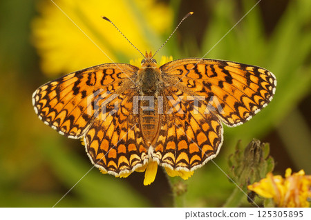 Closeup on the beautiful Provencal Fritillary butterfly, Melitaea deione, with spread wings Closeup on the beautiful Provencal Fritillary butterfly, Melitaea deione, with spread wings 125305895