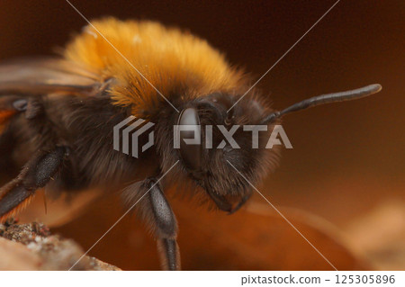 Extreme closeup on the face of a fluffy female Clarke's mining bee, Andrena clarkella Extreme closeup on the face of a fluffy female Clarke's mining bee, Andrena clarkella 125305896