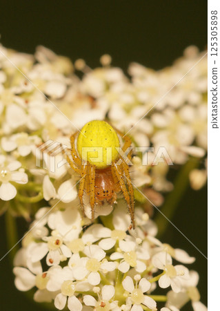 Vertical closeup on a colorful cucumber green spider Araniella cucurbitina Vertical closeup on a colorful cucumber green spider Araniella cucurbitina 125305898
