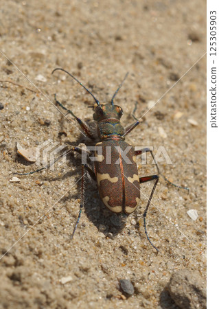 Dorsal closeup on a northern dune tiger beetle, Cicindela hybrida sitting in the dunes Dorsal closeup on a northern dune tiger beetle, Cicindela hybrida sitting in the dunes 125305903