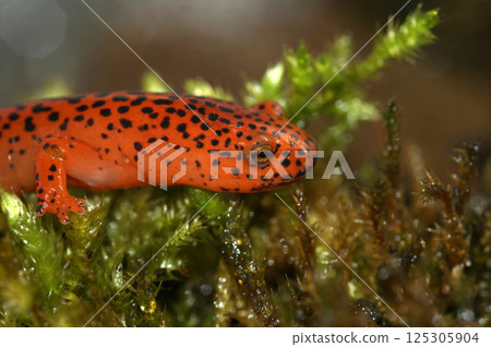 Closeup on the vibrant , bright colored North-American streamside Blue Ridge Red Salamander, Pseudotriton ruber 125305904
