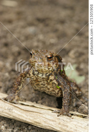 Vertical closeup on a female of the European Common toad, Bufo bufo Vertical closeup on a female of the European Common toad, Bufo bufo 125305908