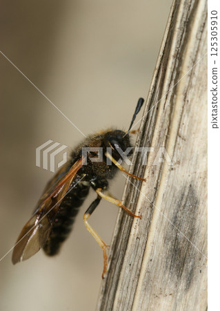 Vertical closeup on the Honeysuckle Sawfly, Abia lonicera 125305910