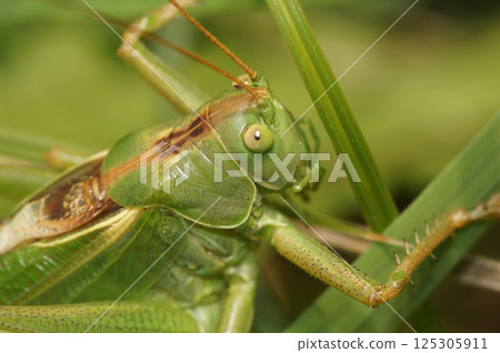 Closeup on the European great green bush-cricket, Tettigonia viridissima 125305911