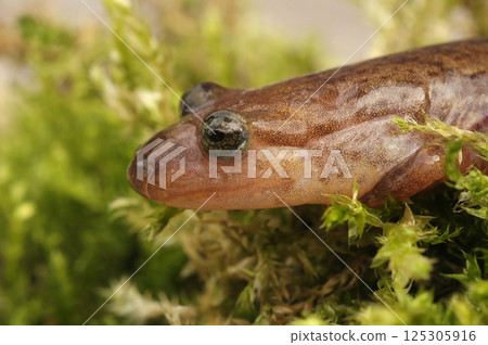Detailed closeup on a North-American dusky salamander, Desmognathus in green moss 125305916