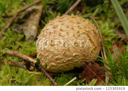 Closeup on a common earthball mushroom, scleroderma citrinum on the forest floor Closeup on a common earthball mushroom, scleroderma citrinum on the forest floor 125305919