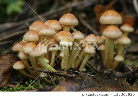 Closeup on a group of False rock brick-red mushrooms, Hypholoma lateritium 125305920