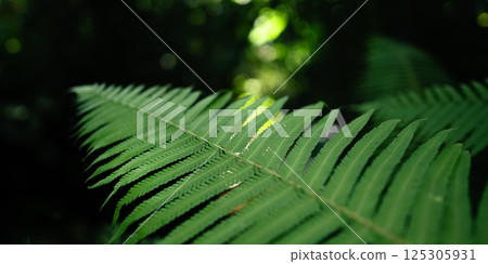 Green fern in the forest, nature background and leaves 125305931