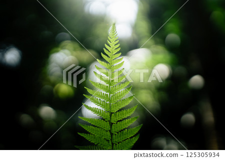 Green fern tree growing in summer. Fern with green leaves on natural background 125305934