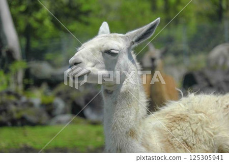 Llama 125305941