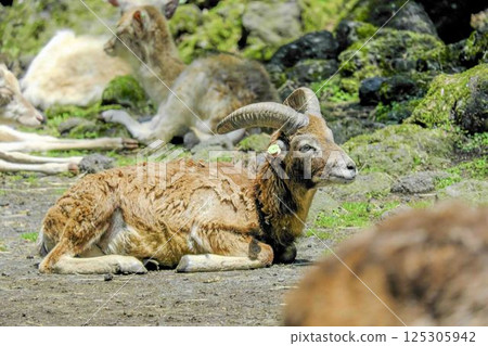 Burberry sheep Burberry sheep 125305942