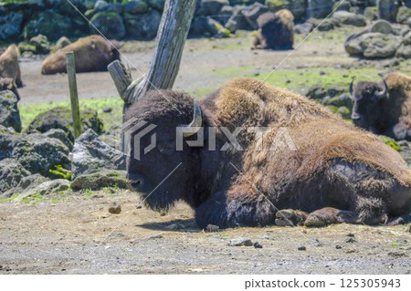 美洲野牛 125305943