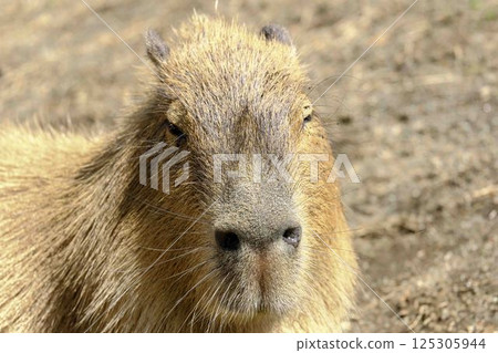 Capybara Capybara 125305944