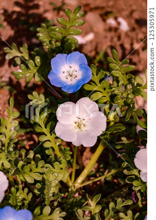 Nemophila 125305971