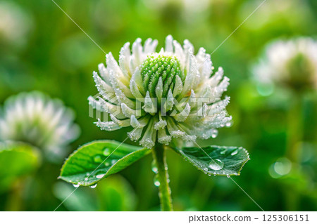flower of wild grass 125306151