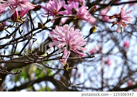 Pink Magnolia Flowers (Spring, April) 125306347