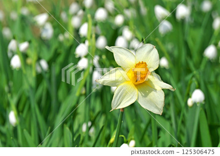 Yellow daffodil flowers (spring, April) 125306475