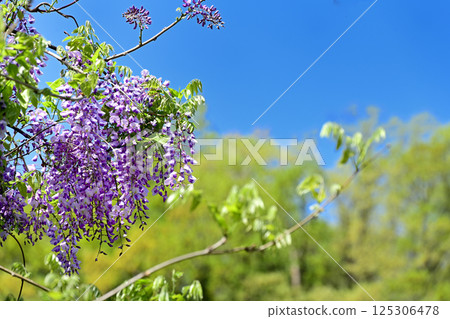 紫藤花藍天 125306478