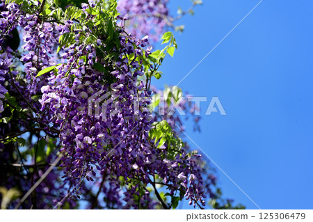 Wild wisteria flowers Wild wisteria flowers 125306479