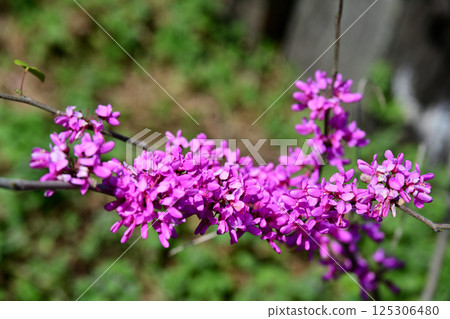 Hanazu Ow Hanazu Ow 125306480