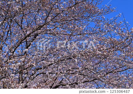 藍天白雲下盛開的櫻花 125306487
